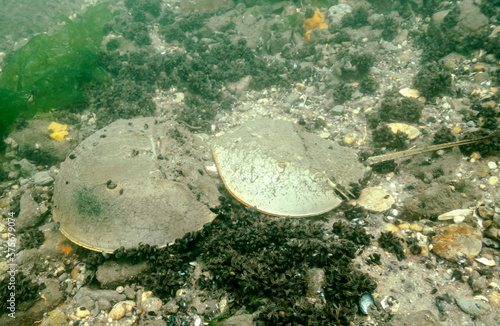 Horseshoe Crab photo