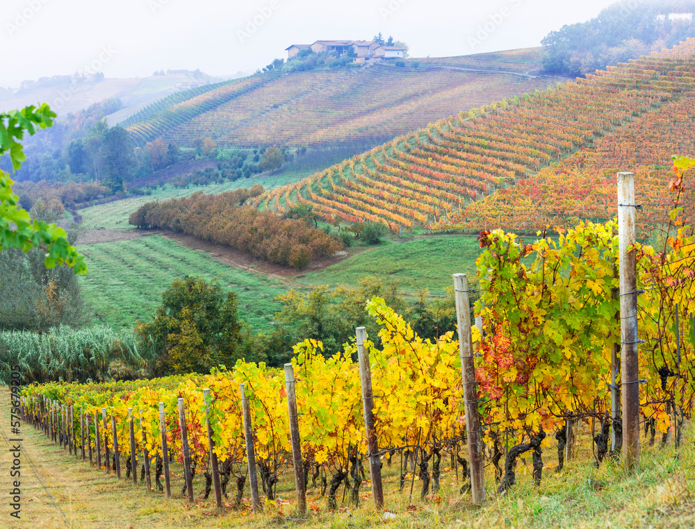 scenic autumn vineyards of grapewine in Piedmont - famous wine region of Italy. Italian nature scenery