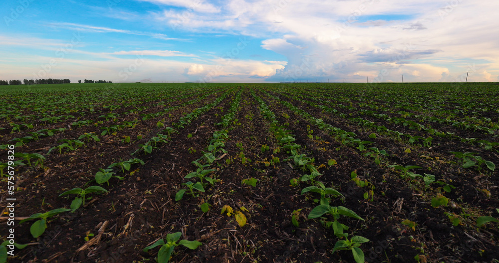 Green Sprouts Sunflower in Field on a Farm. Agriculture. Farmland, Cultivation Plants Crop. Green Sprouts Sunflower in Field on a Farm. Agriculture. Farmland, Cultivation Plants Crop.
