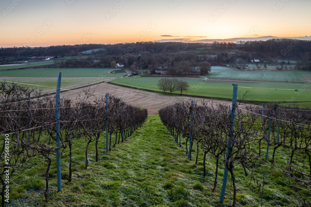 Winter view during sunrise of a famous wine valley in Maastricht with a beautiful cloudscape and view of the rolling hill landscape with vineyards of the oldest winery the Apostelhoeve in the South of