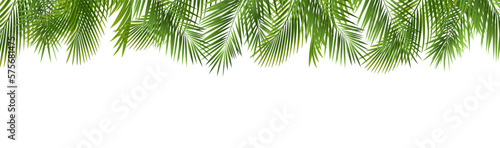 palm tree leaves