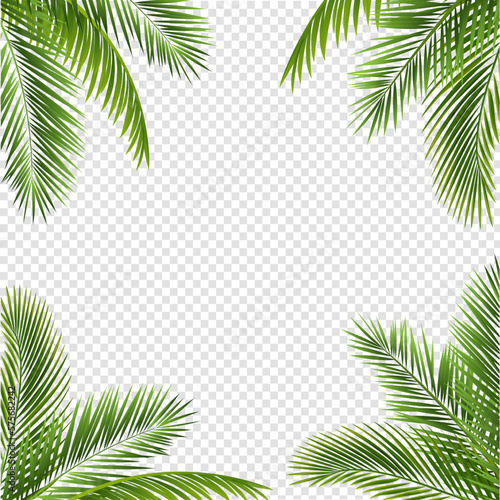 palm tree frame photo