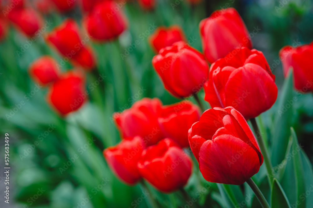 A group of blooming tulips in the spring sunshine. Spring landscape. Red tulips background. Selective focus
