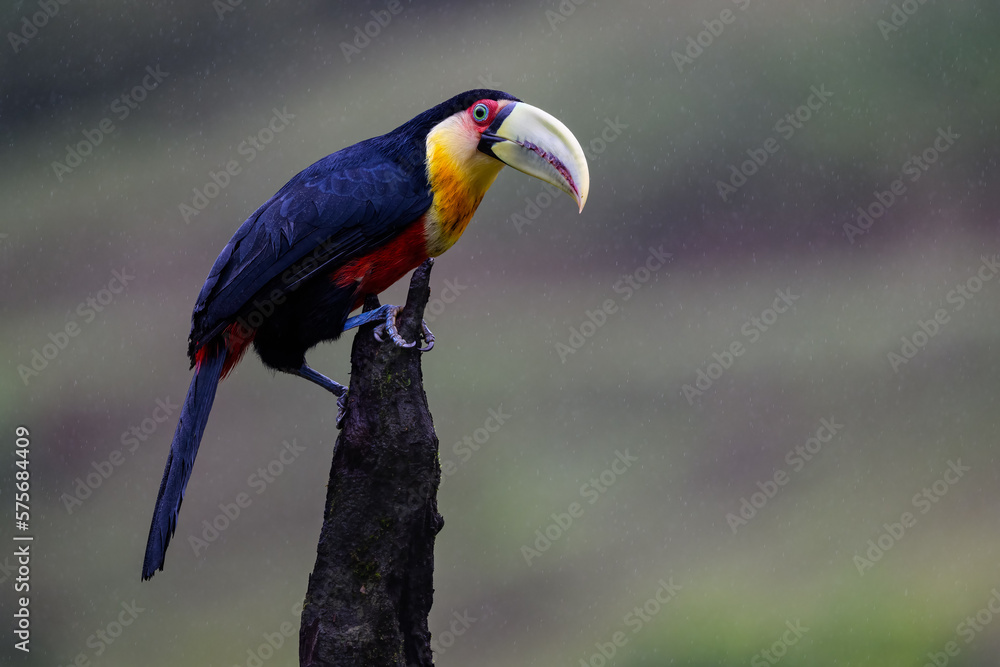 Obraz premium Red-breasted Toucan portrait on snag on rainy day