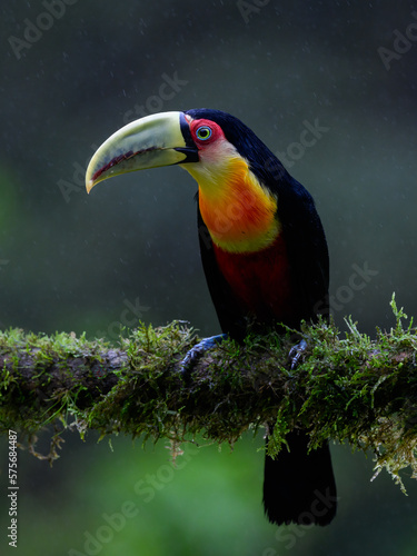 Red-breasted Toucan portrait on mossy stick on rainy day against dark green background