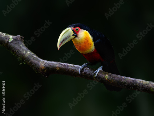 Red-breasted Toucan portrait on tree branch on rainy day against dark green background