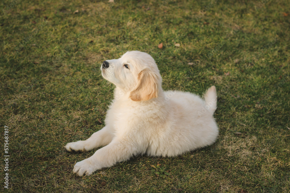 golden retriever puppy playing outside in the garden