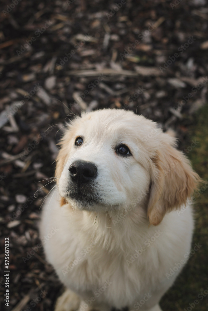 golden retriever puppy portrait outside in the garden close up