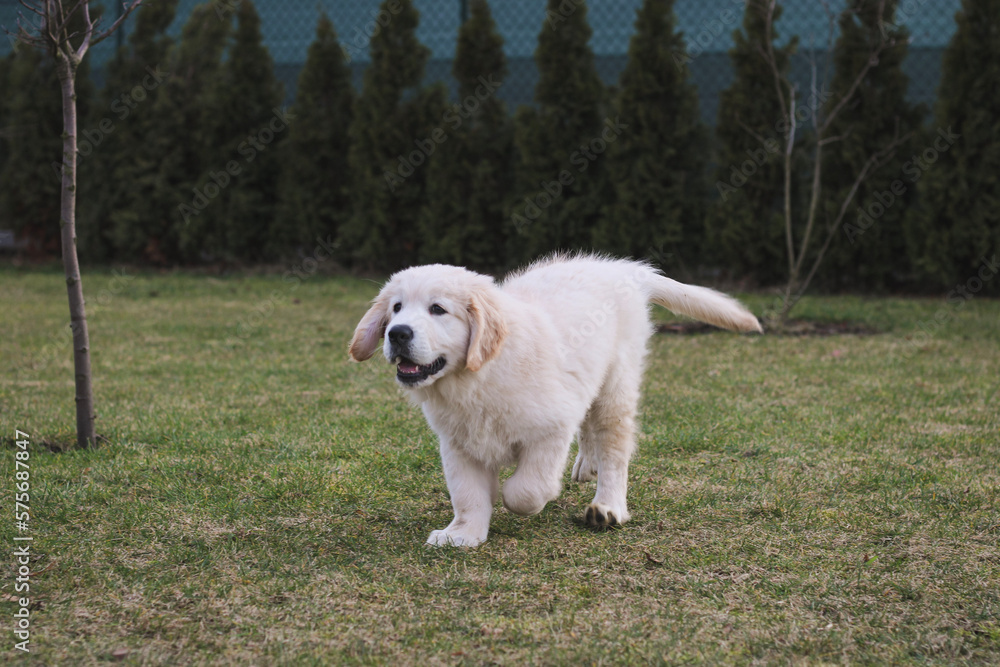 golden retriever puppy playing outside in the garden golden retriever puppy playing outside in the garden