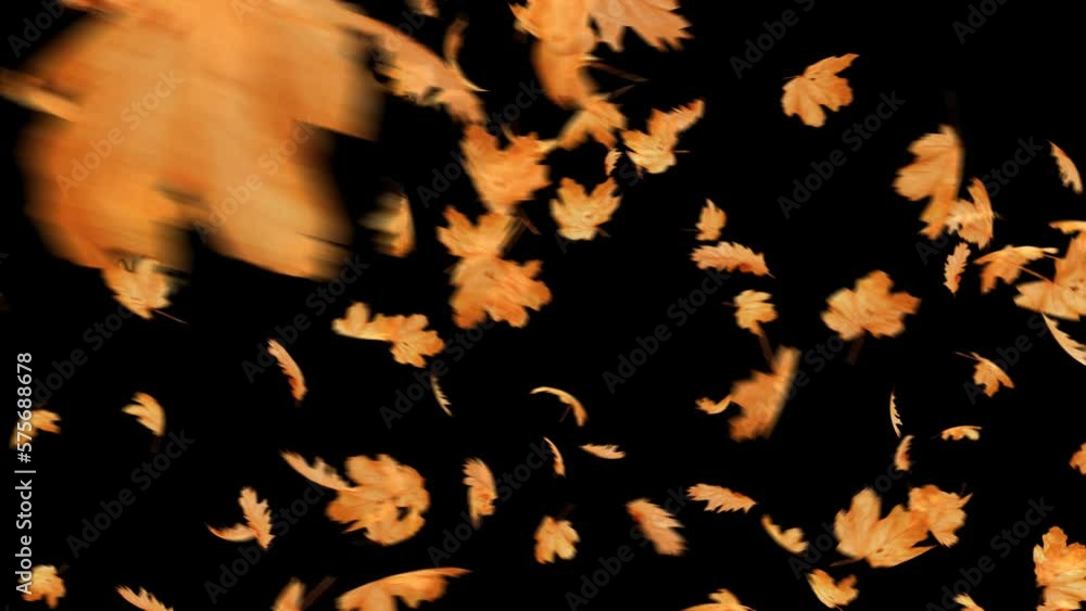 Maple leaf blowing in autumn on a black background. Maple leaf blowing in autumn on a black background.