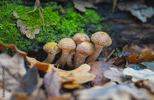 Edible Armillaria mellea mushrooms in the autumn forest