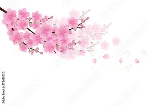 Sakura flowers background . cherry blossom isolated white background