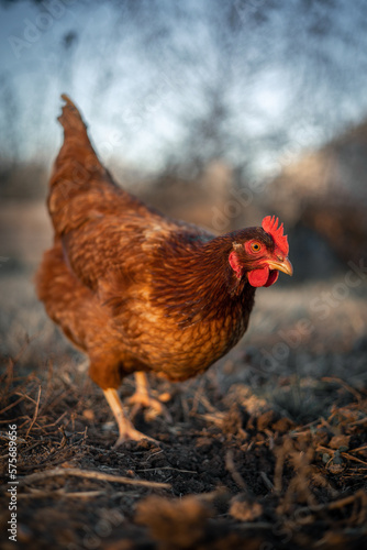 Chicken on Farm