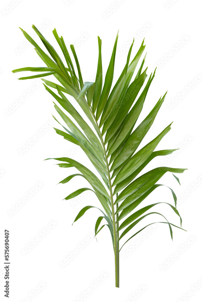 Fototapeta premium Tropical green leaf of palm tree on transparent background png file