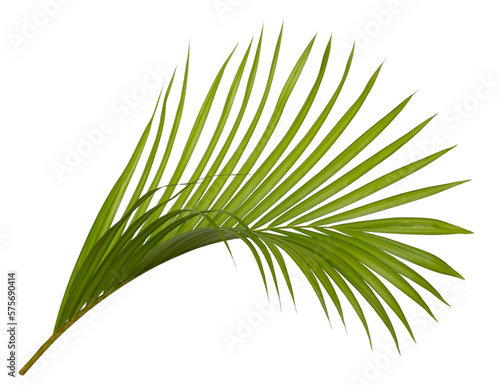 Tropical green leaf of palm tree on transparent background png file