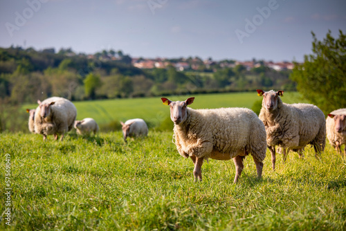 Troupeau de mouton de race Rouge d'Anjou au milieu de la nature en France.