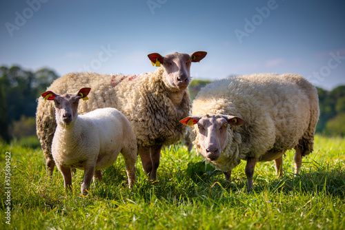 Troupeau de mouton de race Rouge de l'Ouest en Anjou, France. © Thierry RYO