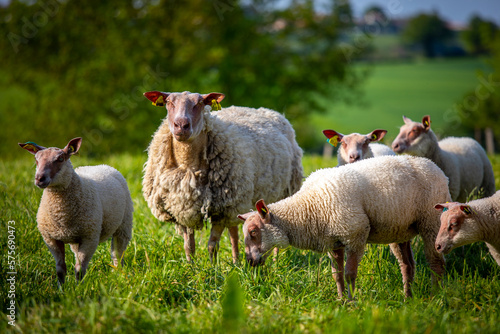 Troupeau de mouton Rouge de l'Ouest en pleine nature dans la campagne. © Thierry RYO