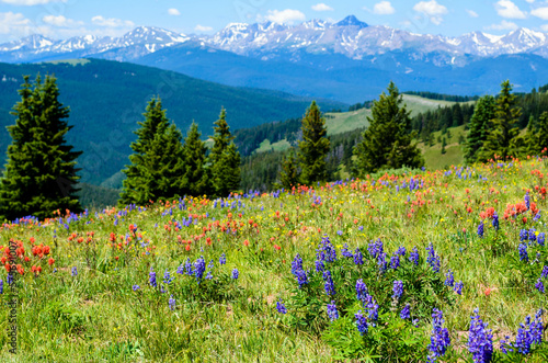Wildflowers blooming on Shrine Pass, Vail, Colorado, USA.