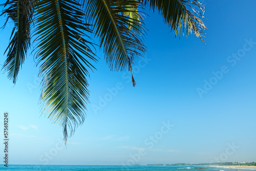 Palm leaves on the sky background