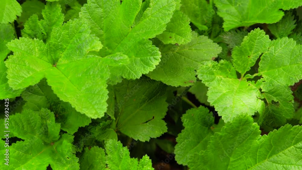Video of green leaves with sunlight. Concept of nature, plants and flora. Video of green leaves with sunlight. Concept of nature, plants and flora.