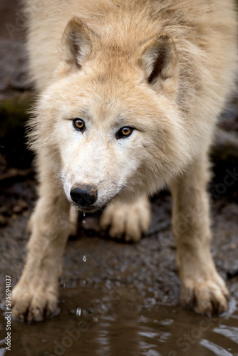 Arctic wolf stands by the river and the drops of water fall from his mouth. Polar wolf looking eye to eye after drinking. Wild scene by the lake from nature. White wolf known as Melville Island wolf © Luk