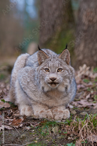 Canadian lynx eyes curiously look ahead at autumn landscape after sunset. Evening in North American wild with crouch canada lynx in fluffy fur. Adult lynx canadensis with brush on ears in dark forest photo