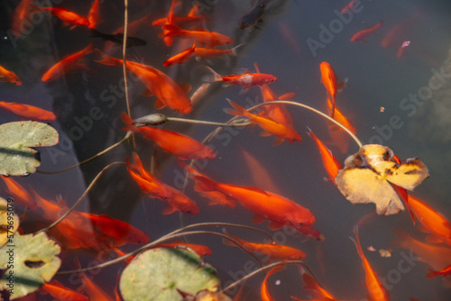 goldfish in aquarium © Sina