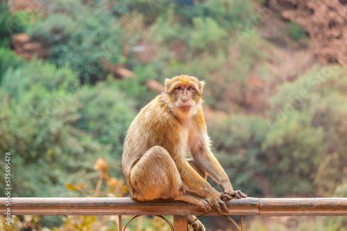 A monkey at the Ouzoud Waterfalls © mikecleggphoto