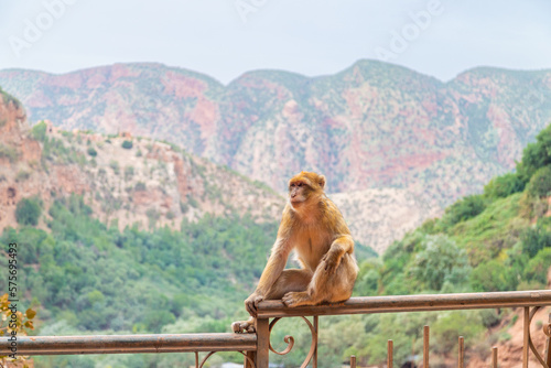 A monkey at the Ouzoud Waterfalls