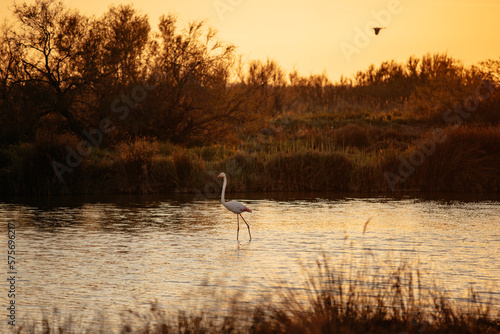 flamingo walking in sunset