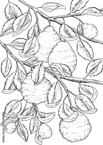 Branch of bergamot. Black and white illustration with dot hatching. Whole bergamots hanging on a tree drawn in vintage style. Sketch illustration of citrus fruits. photo
