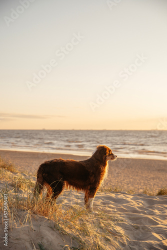 dog on the beach