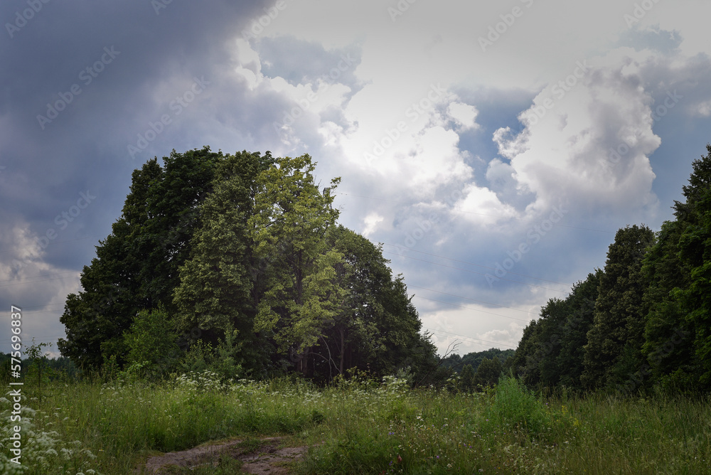 Obraz premium country landscape, field, trees, sky with heavy clouds, summer day