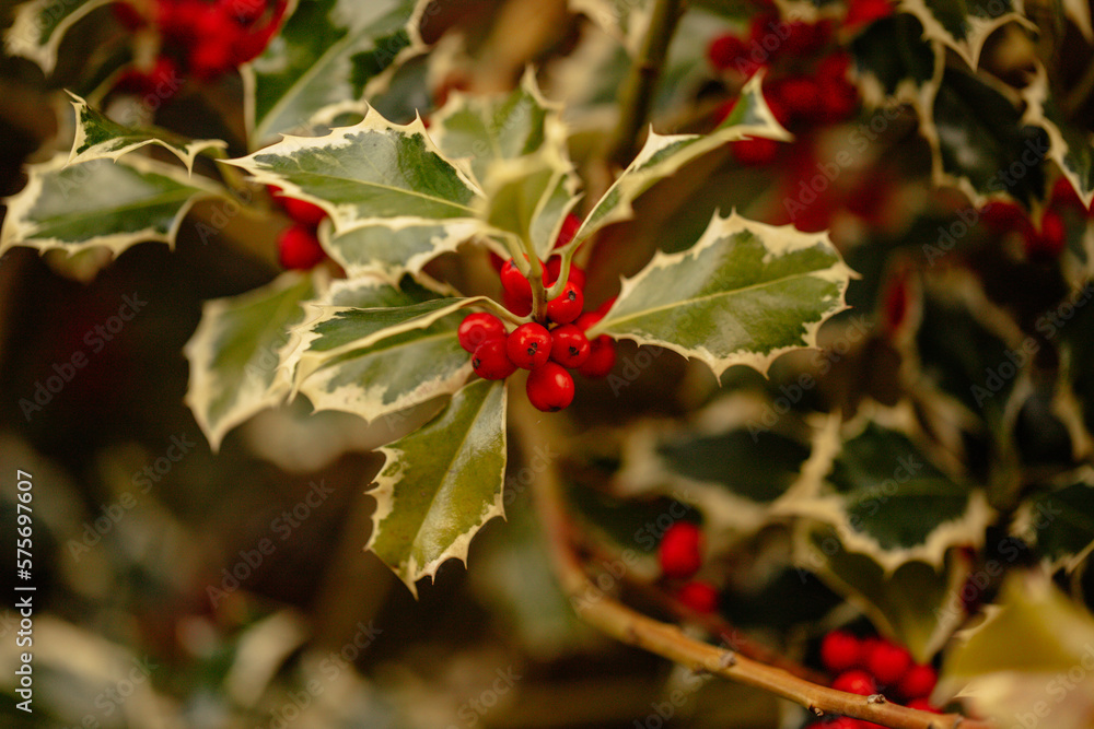 holly leaves and berries