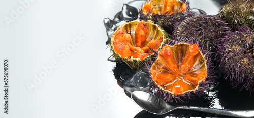 Sea Urchin with caviar close-up, on gray background. Fresh open sea urchins with ice and spoon, ready to eat. Border design, delicatessen food. Traditional Mediterranean food. Roe. Sea food
