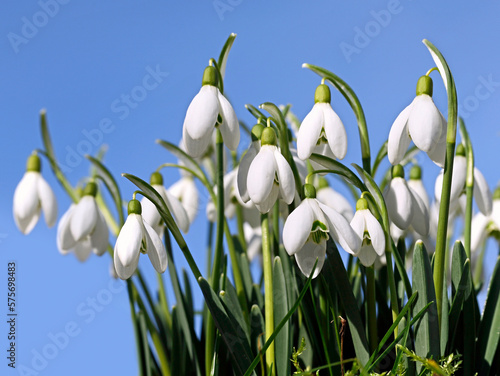 group of snowdrops  galanthus in spring in the sunlight against blue sky background
