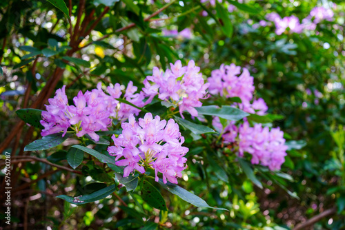 Rhododendrons growing in the wild