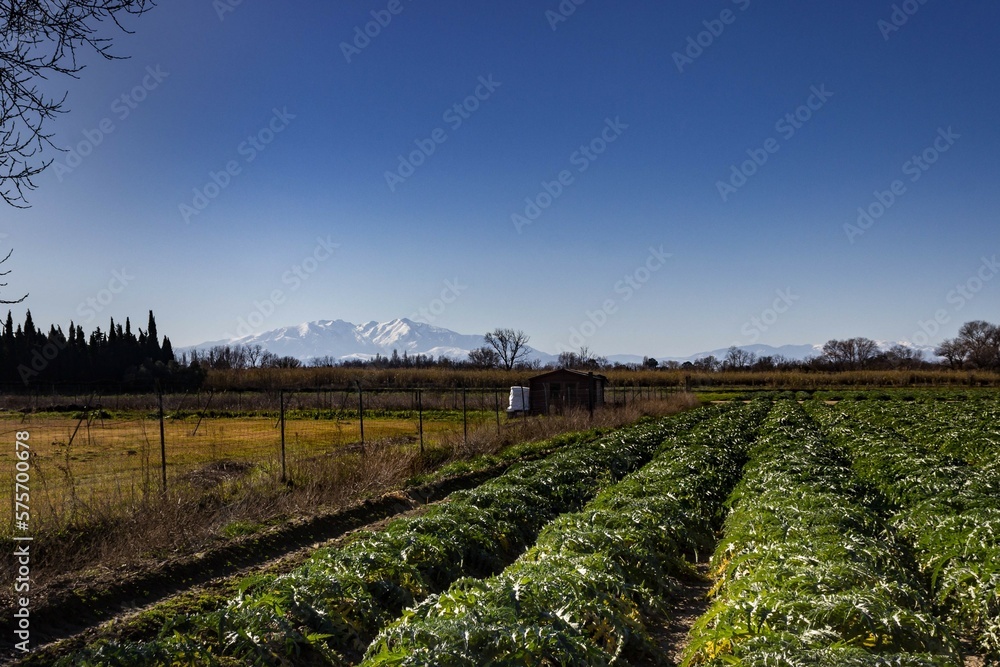 Obraz premium vue sur le canigou