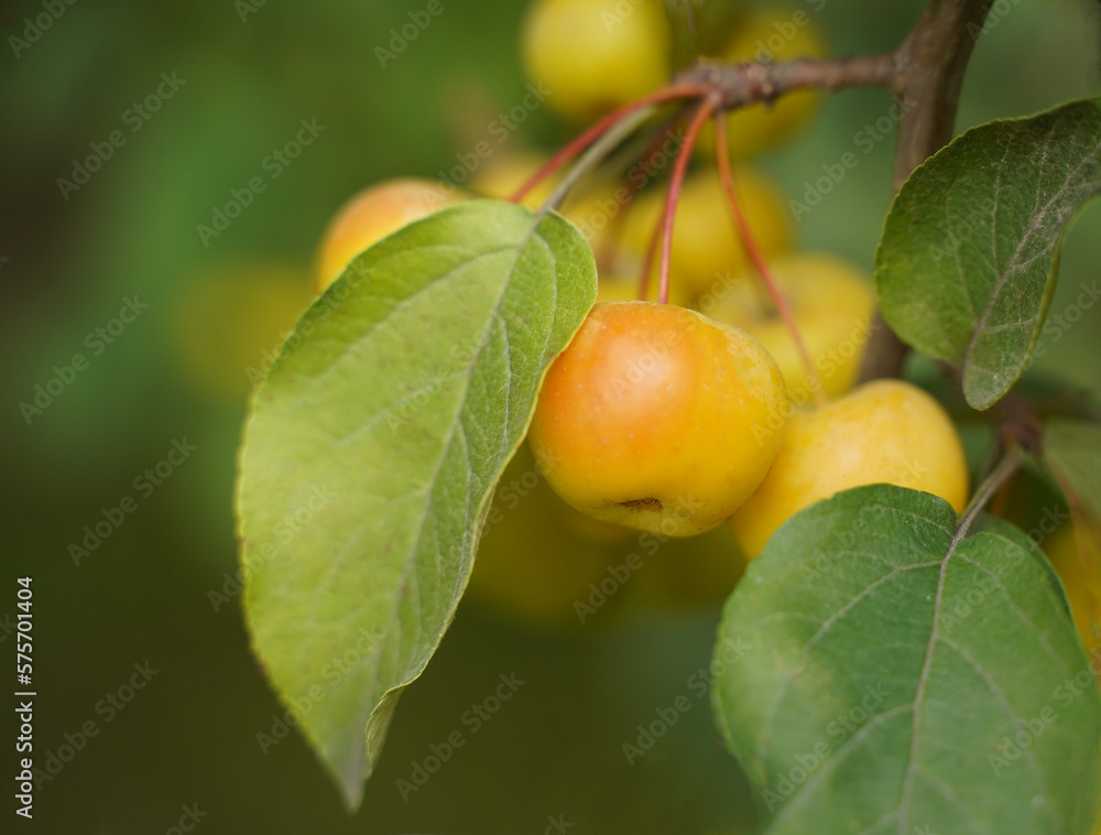 Rural garden. Ripe apples on a tree close-up.