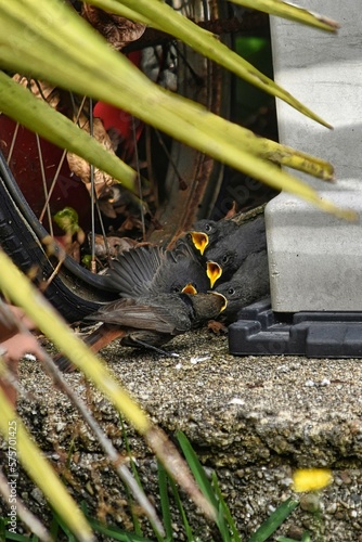 Alimentar uma familia