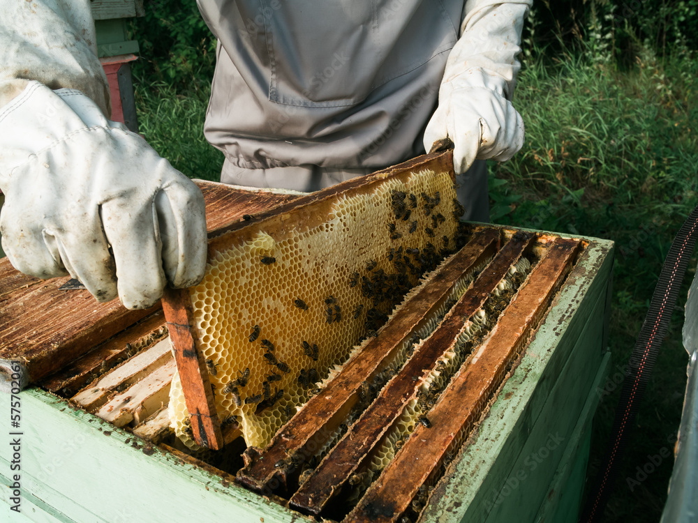 Male beekeeper working in his apiary on a bee farm, beekeeping concept Male beekeeper working in his apiary on a bee farm, beekeeping concept