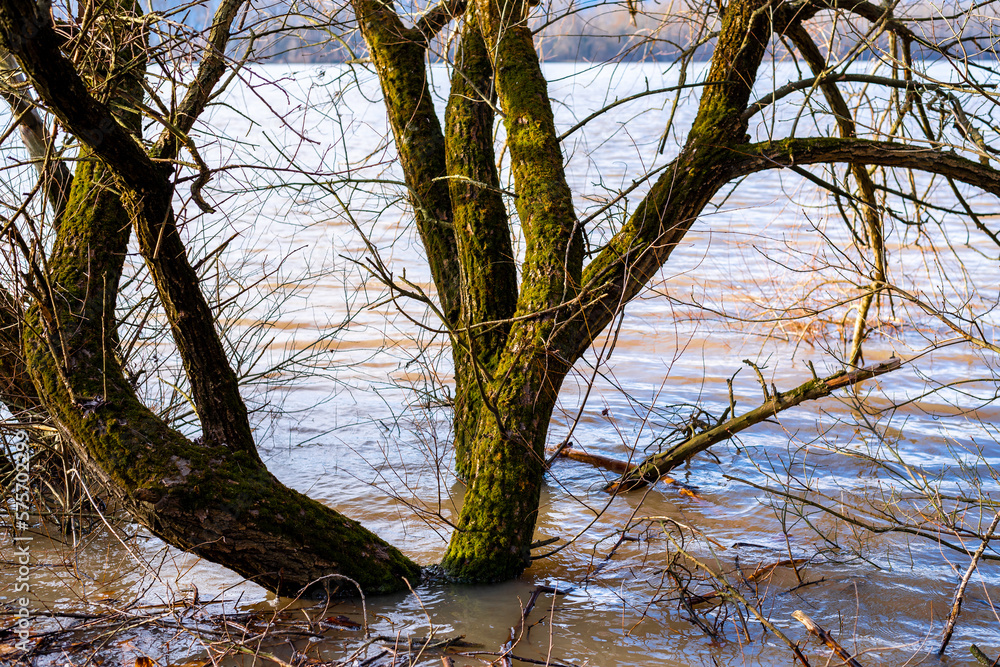 flood on the Danube river in spring. flood on the Danube river in spring.