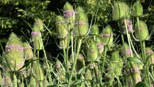 Blossoming wild teasel Dipsacus fullonum in park, zoom on photo
