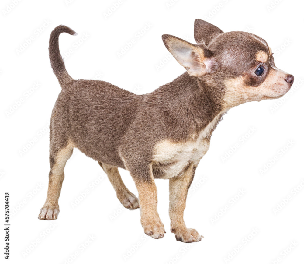 Chocolate and white Chihuahua puppy, 8 weeks old, standing in front of white background