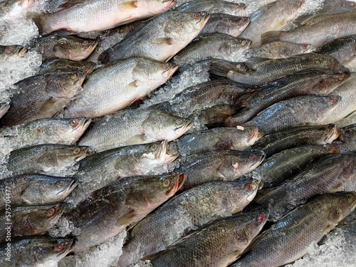 Fresh fish on ice shelf at market.Display for sale in ice filled at supermarket. It is a kind of freshwater fish that is normally bred as a food supply.