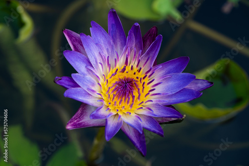 Beautiful water lily  nymphaea . White-violet flower on blur background. Close up  soft and selective focus on stamen. 