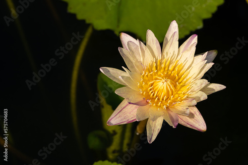 Beautiful water lily  nymphaea  with copy space. White-violet flower on blur background. Close up  soft and selective focus on stamen. 