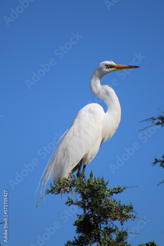 great blue heron