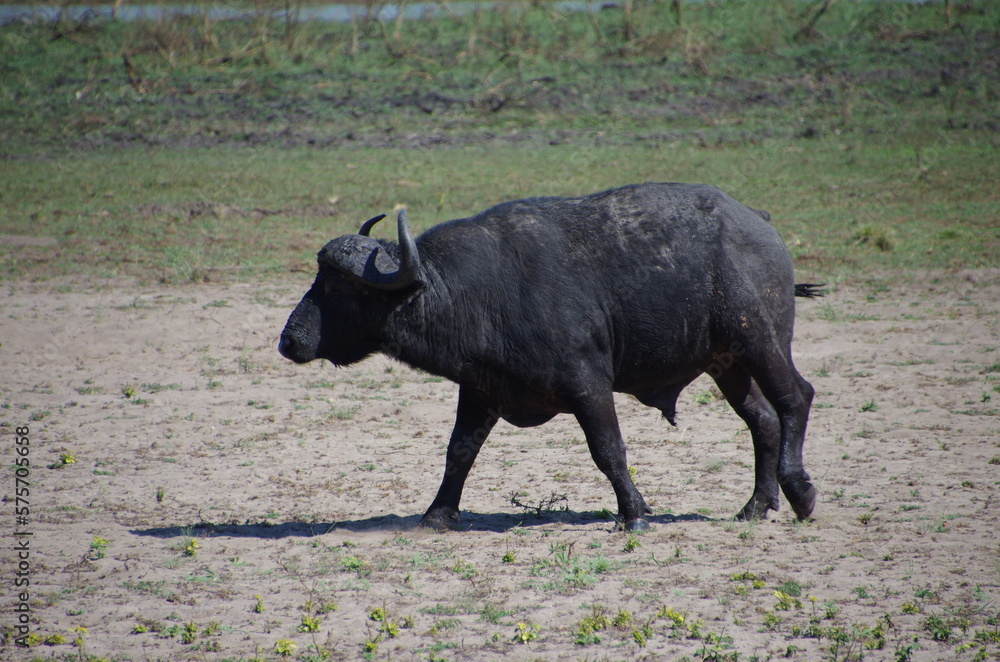 African buffalo in the Katavi park in Tanzania, East Africa African buffalo in the Katavi park in Tanzania, East Africa
